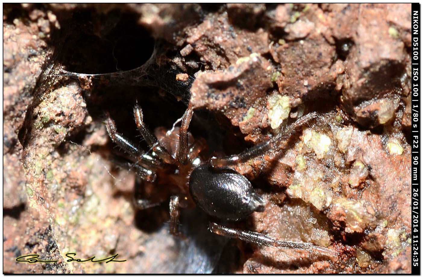 Trachyzelotes sp. - Alghero (SS)